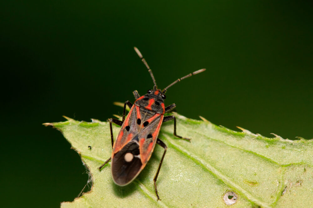 Southern Chinch Bugs: Tiny Terrorists That Threaten Your St. Augustine Grass!