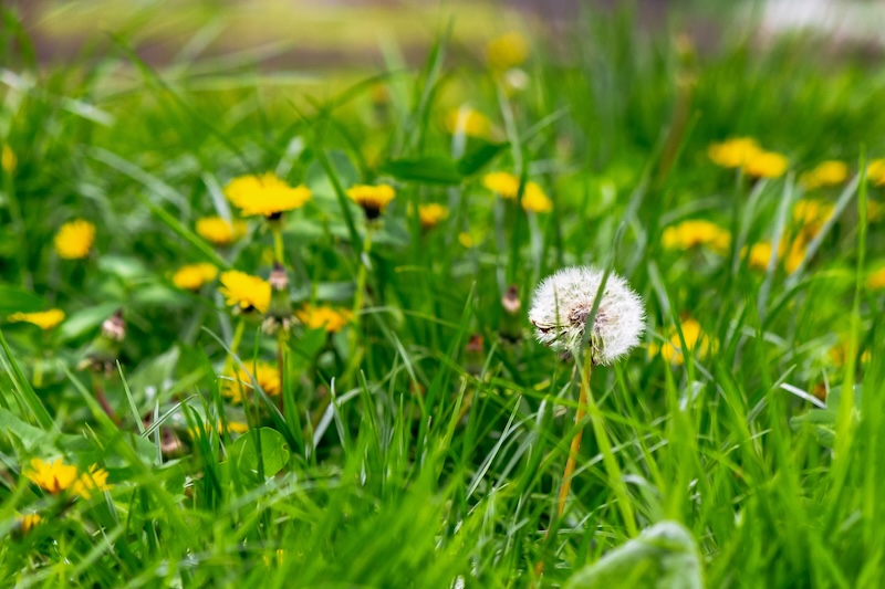 Top 10 Broadleaf Weeds Invading Dallas-Fort Worth Lawns: Identification and Control Guide Top 10 Broadleaf Weeds Invading Dallas-Fort Worth Lawns: Identification and Control Guide