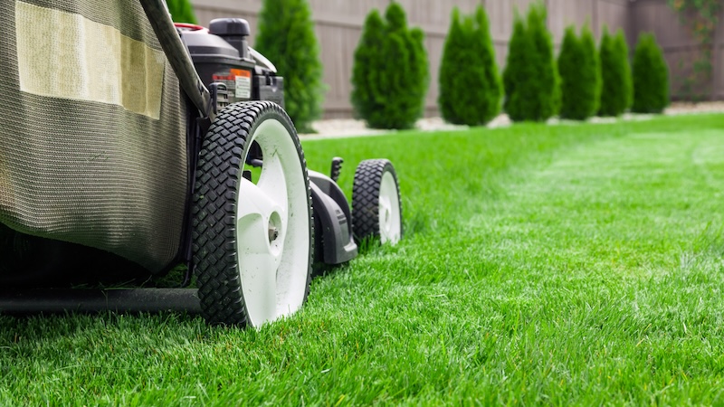 Top Summer Lawn Care Tips to Prevent Pests in North Texas Top Summer Lawn Care Tips to Prevent Pests in North Texas