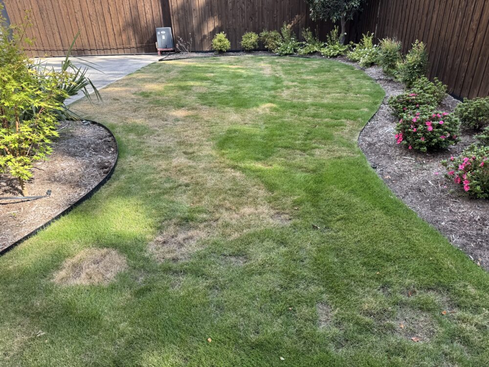Lawn Disease Control in Josephine insect & lawn disease prevention